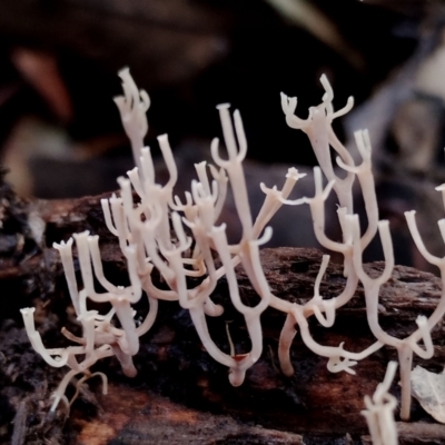 Artomyces colensoi (Delicate Peppery Coral) at Box Cutting Rainforest Walk - 9 Jun 2024 by Teresa