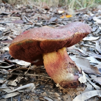 Bolete sp. (Bolete sp.) at suppressed - 9 Jun 2024 by Teresa