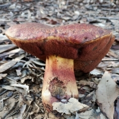 Bolete sp. at Narooma, NSW - 9 Jun 2024