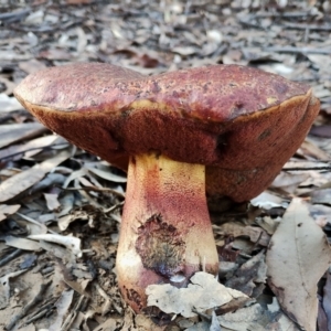 Bolete sp. at Narooma, NSW - suppressed