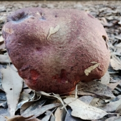 Bolete sp. at Narooma, NSW - 9 Jun 2024