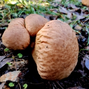 Calvatia sp. at Bodalla State Forest - suppressed