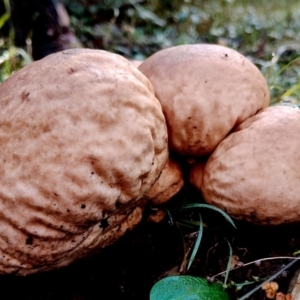 Calvatia sp. at Bodalla State Forest - suppressed