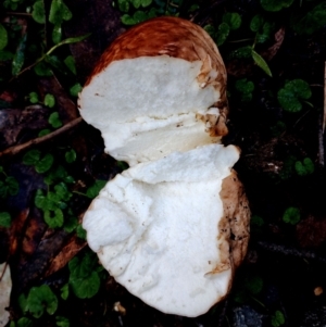 Calvatia sp. at Bodalla State Forest - suppressed