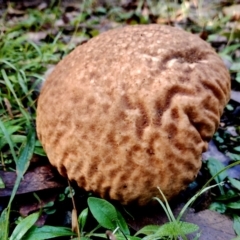 Calvatia sp. at Bodalla State Forest - suppressed