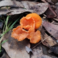 Cantharellus concinnus (Pink Chantarelle) at Narooma, NSW - 9 Jun 2024 by Teresa