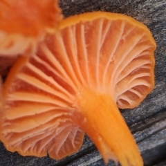 Cantharellus concinnus at Narooma, NSW - 9 Jun 2024