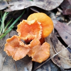 Cantharellus concinnus at Narooma, NSW - 9 Jun 2024