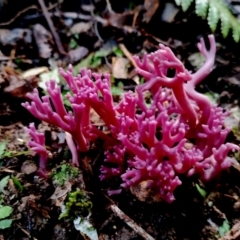 Clavaria zollingeri (Clavaria zollingeri) at Kianga, NSW - 9 Jun 2024 by Teresa