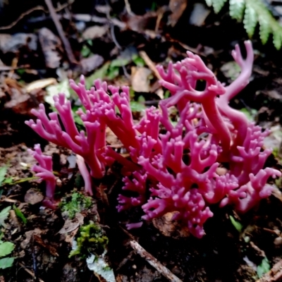 Clavaria zollingeri (Clavaria zollingeri) at Kianga, NSW - 9 Jun 2024 by Teresa