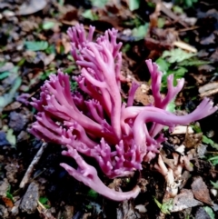 Clavaria zollingeri at suppressed - suppressed