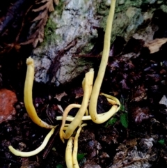 Clavulinopsis amoena (Yellow club) at suppressed - 9 Jun 2024 by Teresa