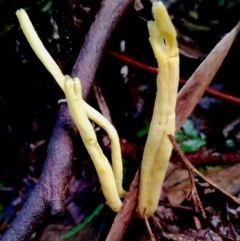 Clavulinopsis amoena at Kianga, NSW - 9 Jun 2024