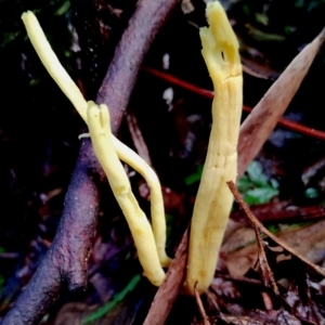 Clavulinopsis amoena at Kianga, NSW - suppressed