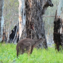Macropus giganteus (Eastern Grey Kangaroo) at Pooncarie, NSW - 8 Oct 2020 by MB