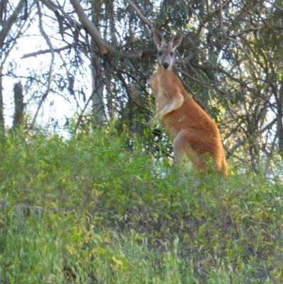 Osphranter rufus (Red Kangaroo) at Pooncarie, NSW - 8 Oct 2020 by MB