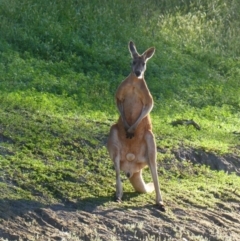 Osphranter rufus at Pooncarie, NSW - 9 Oct 2020 08:31 AM