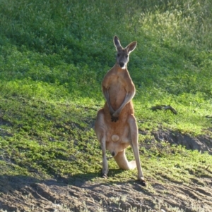 Osphranter rufus at Pooncarie, NSW - 9 Oct 2020