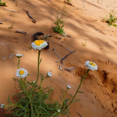 Polycalymma stuartii (Poached Egg Daisy) at Pooncarie, NSW - 9 Oct 2020 by MB