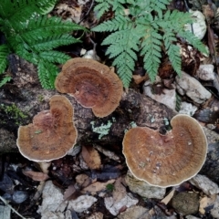 Unidentified Shelf-like to hoof-like & usually on wood at Bodalla State Forest - 9 Jun 2024 by Teresa