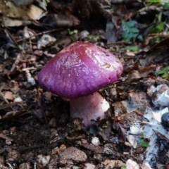 Cortinarius archeri s.l. (Emperor Cortinar) at Bodalla State Forest - 9 Jun 2024 by Teresa