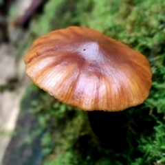 Galerina patagonica (Galerina patagonica) at Kianga, NSW - 9 Jun 2024 by Teresa