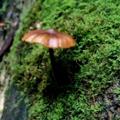 Galerina patagonica at suppressed - 9 Jun 2024