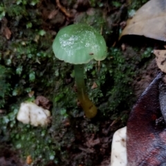 Gliophorus graminicolor (Slimy Green Waxcap) at Box Cutting Rainforest Walk - 9 Jun 2024 by Teresa