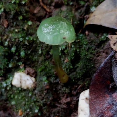 Gliophorus graminicolor (Slimy Green Waxcap) at Box Cutting Rainforest Walk - 9 Jun 2024 by Teresa