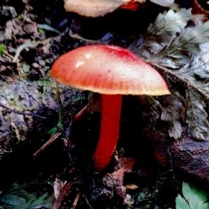 Hygrocybe sp. ‘red’ at Kianga, NSW - suppressed