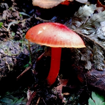 Hygrocybe sp. ‘red’ (A Waxcap) at Kianga, NSW - 9 Jun 2024 by Teresa