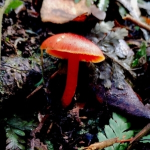 Hygrocybe sp. ‘red’ at Kianga, NSW - suppressed