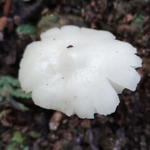 Hygrocybe sp. at Box Cutting Rainforest Walk - 9 Jun 2024