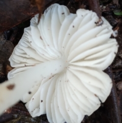 Hygrocybe sp. at Box Cutting Rainforest Walk - 9 Jun 2024