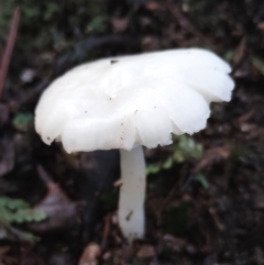 Hygrocybe sp. at Box Cutting Rainforest Walk - 9 Jun 2024