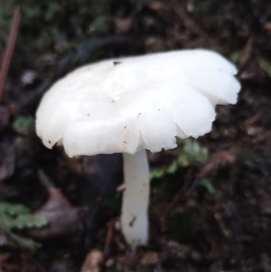 Hygrocybe sp. at Box Cutting Rainforest Walk - 9 Jun 2024