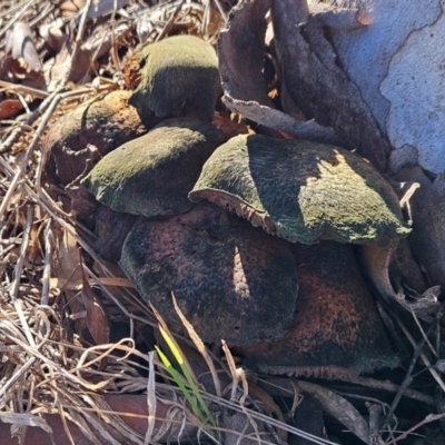 Unverified Cap on a stem; gills below cap [mushrooms or mushroom-like] at The Pinnacle - 9 Jun 2024 by sangio7