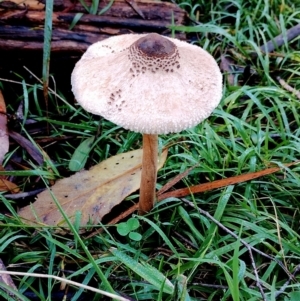 Macrolepiota clelandii at Kianga, NSW - 9 Jun 2024