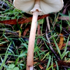 Macrolepiota clelandii at Kianga, NSW - 9 Jun 2024