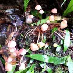 Mycena sp. (Mycena) at Box Cutting Rainforest Walk - 9 Jun 2024 by Teresa