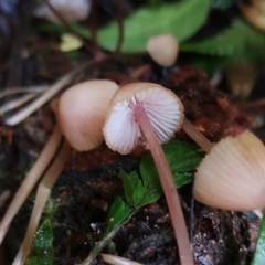 Mycena sp. at Box Cutting Rainforest Walk - 9 Jun 2024