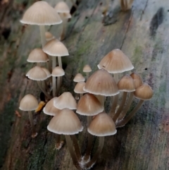 Mycena subgalericulata at Box Cutting Rainforest Walk - 9 Jun 2024 by Teresa