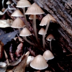 Mycena subgalericulata at Box Cutting Rainforest Walk - suppressed