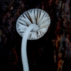 Mycena subgalericulata at Box Cutting Rainforest Walk - suppressed