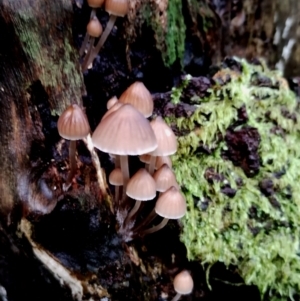 Mycena subgalericulata at Box Cutting Rainforest Walk - suppressed