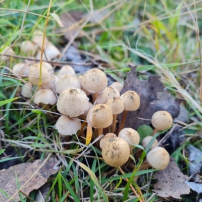 Unidentified Cap on a stem; gills below cap [mushrooms or mushroom-like] at Callum Brae - 10 Jun 2024 by Mike