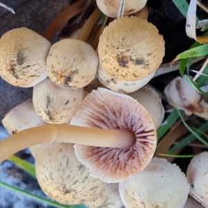 zz agaric (stem; gills not white/cream) at Callum Brae - 10 Jun 2024