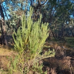 Cassinia aculeata (Common Cassinia) at Symonston, ACT - 10 Jun 2024 by Mike