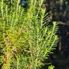 Cassinia aculeata at Callum Brae - 10 Jun 2024