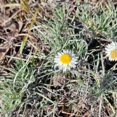 Leucochrysum albicans subsp. tricolor (Hoary Sunray) at Whitlam, ACT - 9 Jun 2024 by sangio7